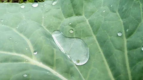 Big drop of rain water is rolled on a cabbage leaf. Stock Footage 77198585