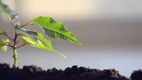 Big drop rolls off leaf with delayed, beautiful macro frame, watering plants Stock Footage 156442358