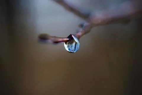 Big drop on a twig Stock Photos