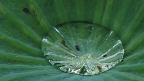 A big Drop of water on lotus leaf Stock Footage 80001667