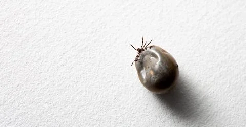 A big drunk tick lying on a white studio background. Copy space. Banner. Conc Stock Photos
