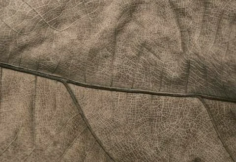 Big dry leaf of a palm tree Stock Photos