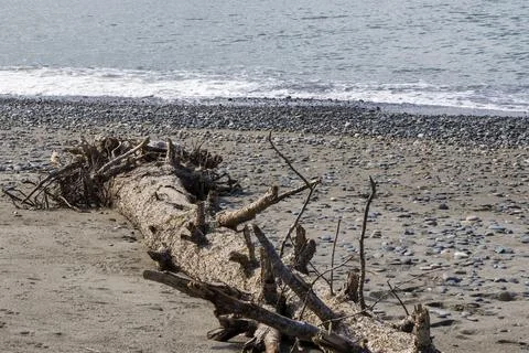 Big dry tree on the beach Stock Photos