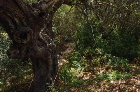 Big dry tree Stock Photos