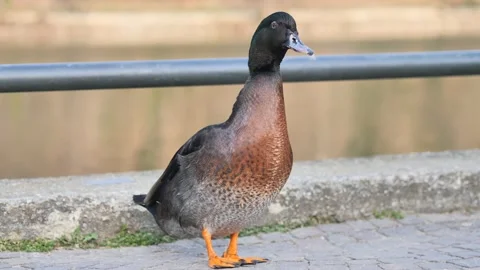 A big duck along Adda river Stock Footage 172587041