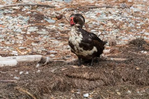 A big duck on the beach Stock Photos