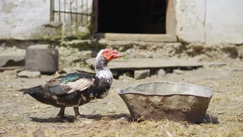 A big duck drinks water from a trough in the village background at summer Stock Footage 157362960