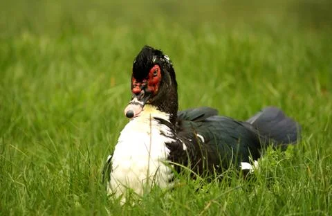Big  duck Stock Photos