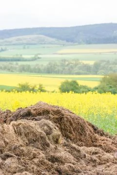 Big dunghill Stock Photos