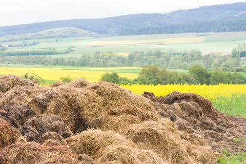 Big dunghill Stock Photos
