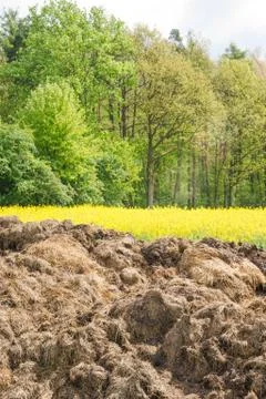 Big dunghill Stock Photos