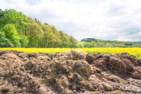 Big dunghill Stock Photos