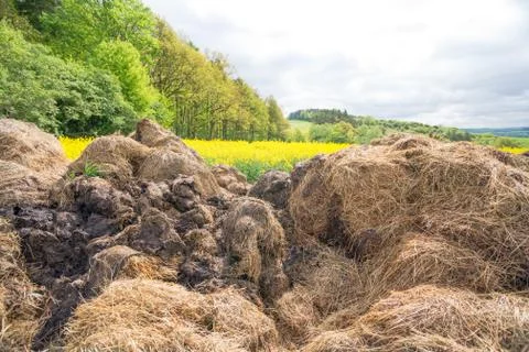 Big dunghill Stock Photos