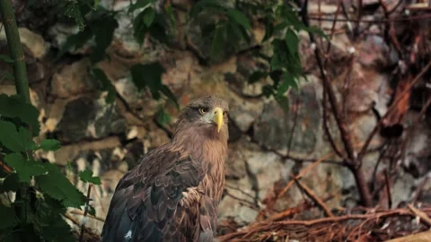Big eagle on the background of rocks and trees in the zoo Stock Footage 219001575