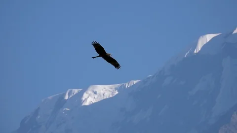 Big Eagle Bird Flying Over Himalayan Mountain Range Stock Footage