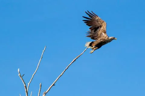 Big eagle bird taking off Stock Photos