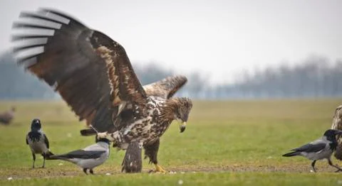 Big eagle looking into water Stock Photos