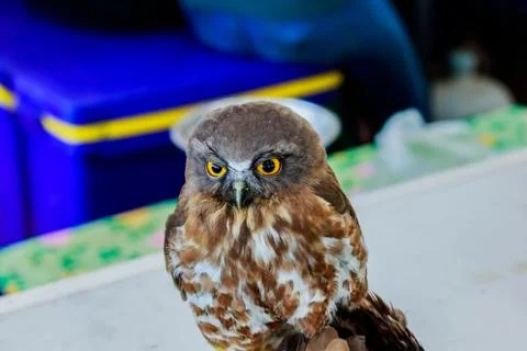 Big eagle owl bird head in closeup Stock Photos