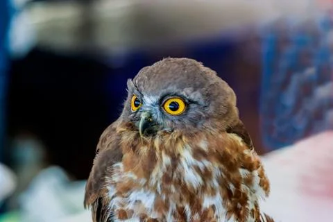 Big eagle owl bird head in closeup Stock Photos