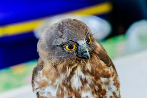 Big eagle owl bird head in closeup Stock Photos