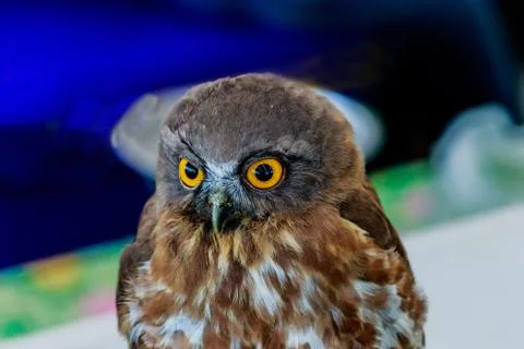 Big eagle owl bird head in closeup Stock Photos