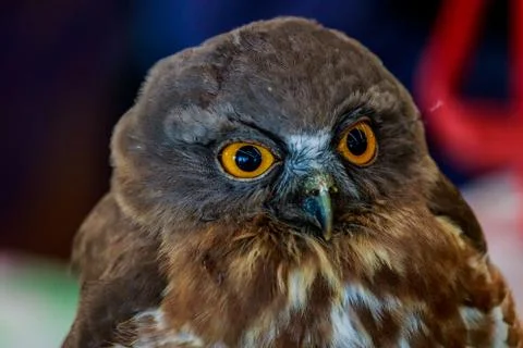 Big eagle owl bird head in closeup Stock Photos