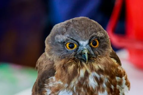 Big eagle owl bird head in closeup Stock Photos