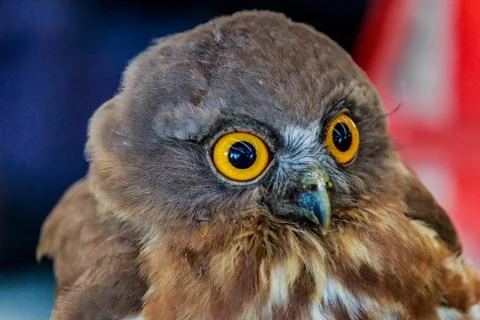 Big eagle owl bird head in closeup Stock Photos