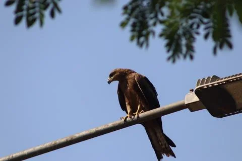 Big Eagle Resting On The Road Side Street Light Stock Photos