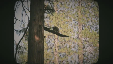 A big eagle sitting on a bench in the forest of Yosemite National Park, USA.  Stock Footage 136732351