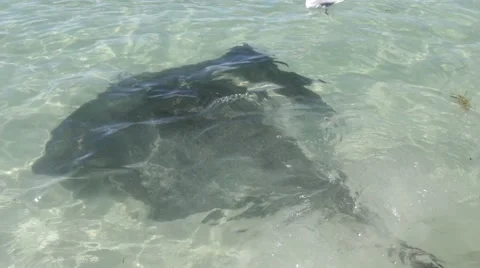 Big eagle sting rays close to shore in Hamelin Bay Stock Footage 61485191