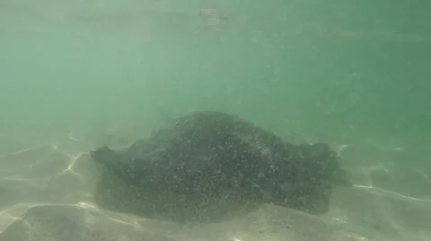 Big eagle sting rays close to shore in Hamelin Bay Stock Footage 61507555
