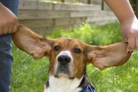 Big Ear Beagle Stock Photos