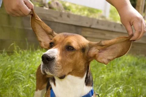 Big Ear Beagle Stock Photos