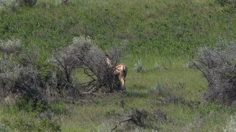Big ear mule deer female walks through dry shrubs in prairie grass Stock Footage 338996833