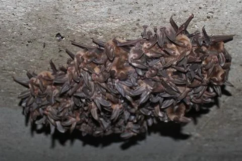 Big Eared Bats 1 Stockfoto's