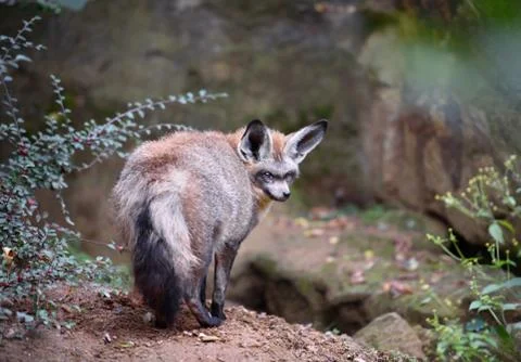 Big eared fox Stock Photos