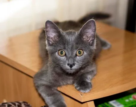 Big-eared grey kitten on the table Stock Photos