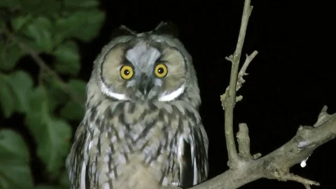 Big eared owl sits on a tree branch at night Stock Footage 120250599