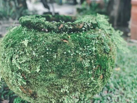 Big earthen jar made from clay covered with moss Stock Photos