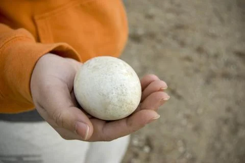 Big egg Stock Photos