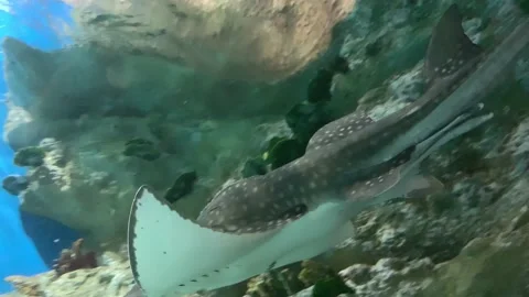 Big electric ray, stingray gliding above rock in oceanarium, underwater life of Vídeos de archivo 142328720