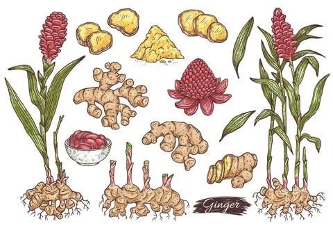 Big elements set of ginger plant parts, engraving vector illustration isolated. Stock Illustration