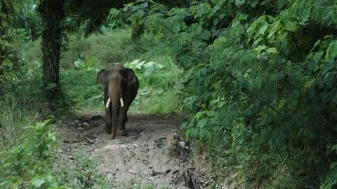 Big elephans in forest Stock Footage 120980577
