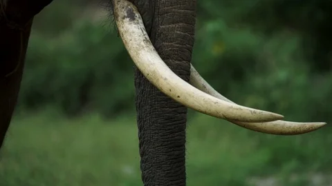 Big elephans in forest Stock Footage 120980582