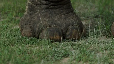 Big elephans in forest Stock Footage 120980614