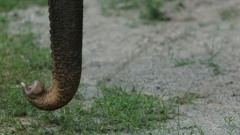 Big elephans in forest Stock Footage 120980630