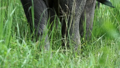 Big elephans in forest Stock Footage 120980670