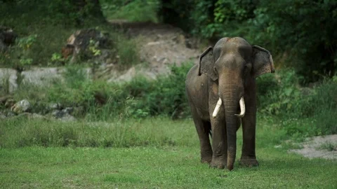 Big elephans in forest Stock Footage 120980674