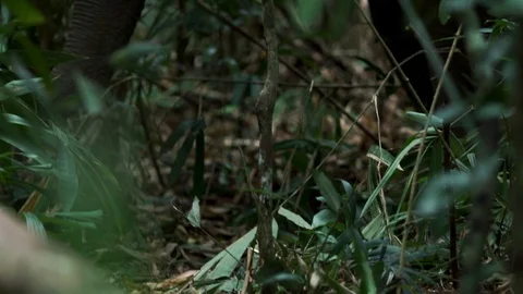 Big elephans in forest Stock Footage 120980678